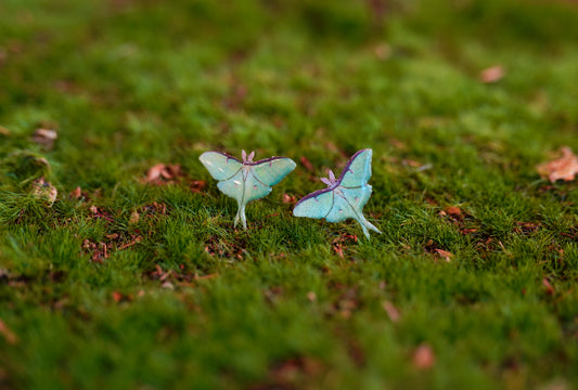 Luna Moth Studs