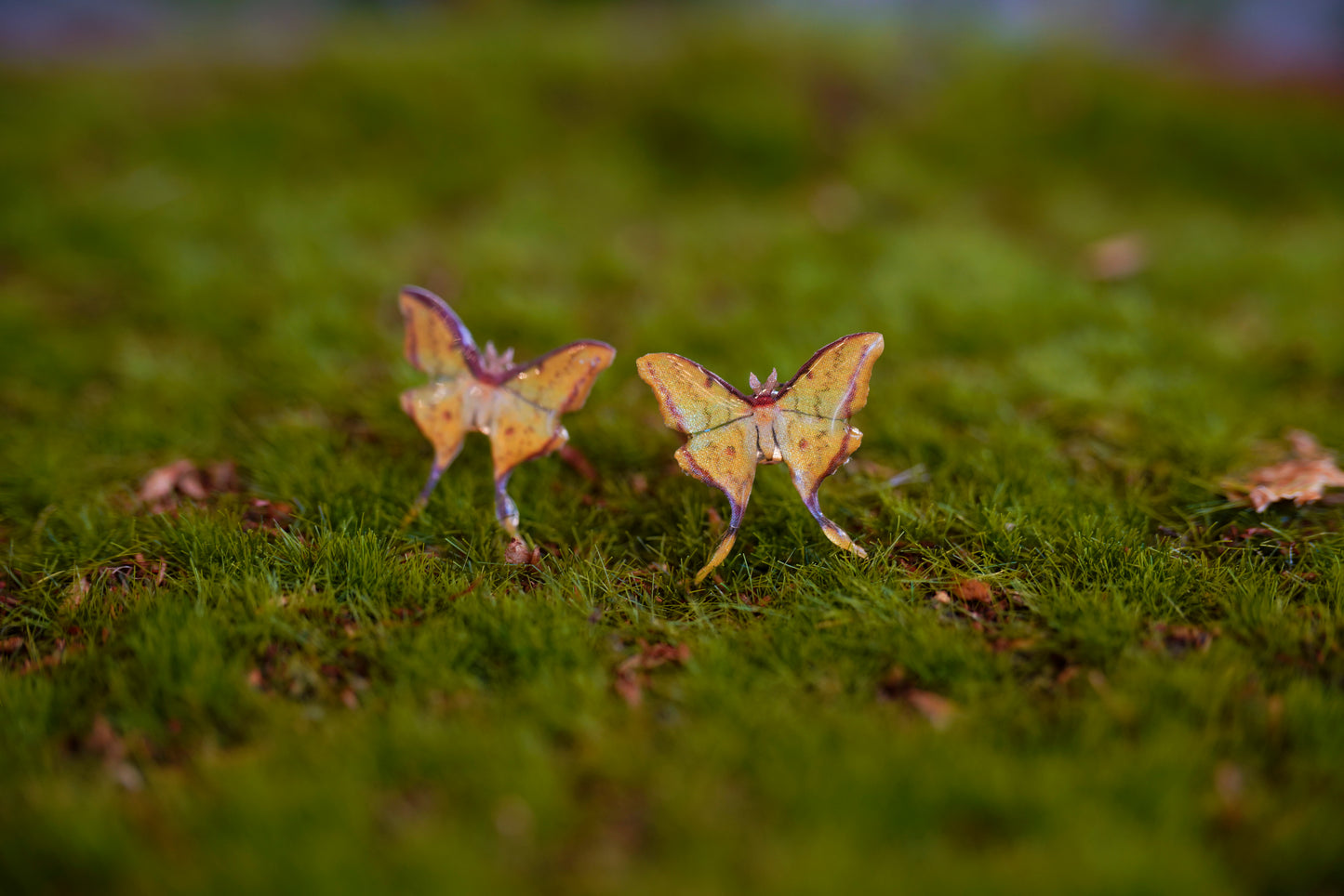 South China Moon Moth