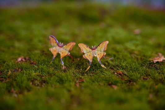 South China Moon Moth