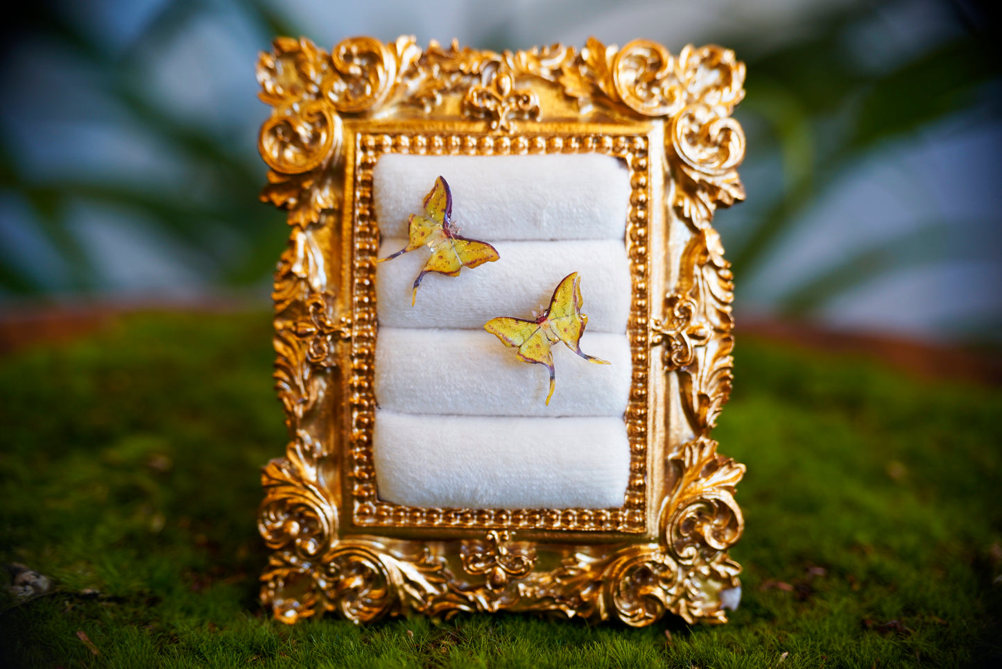 South China Moon Moth