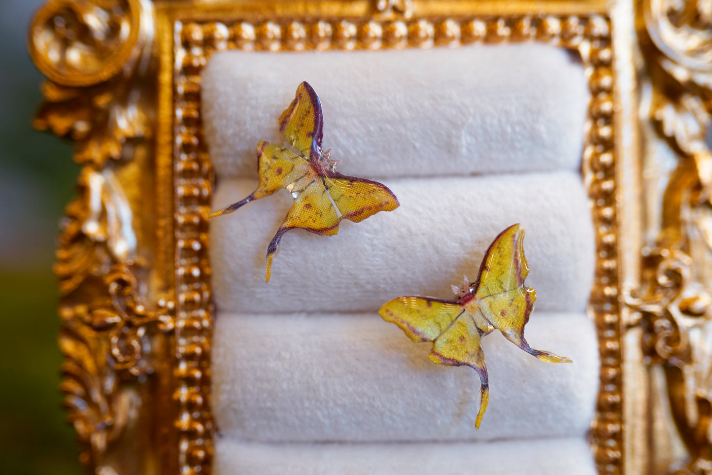 South China Moon Moth