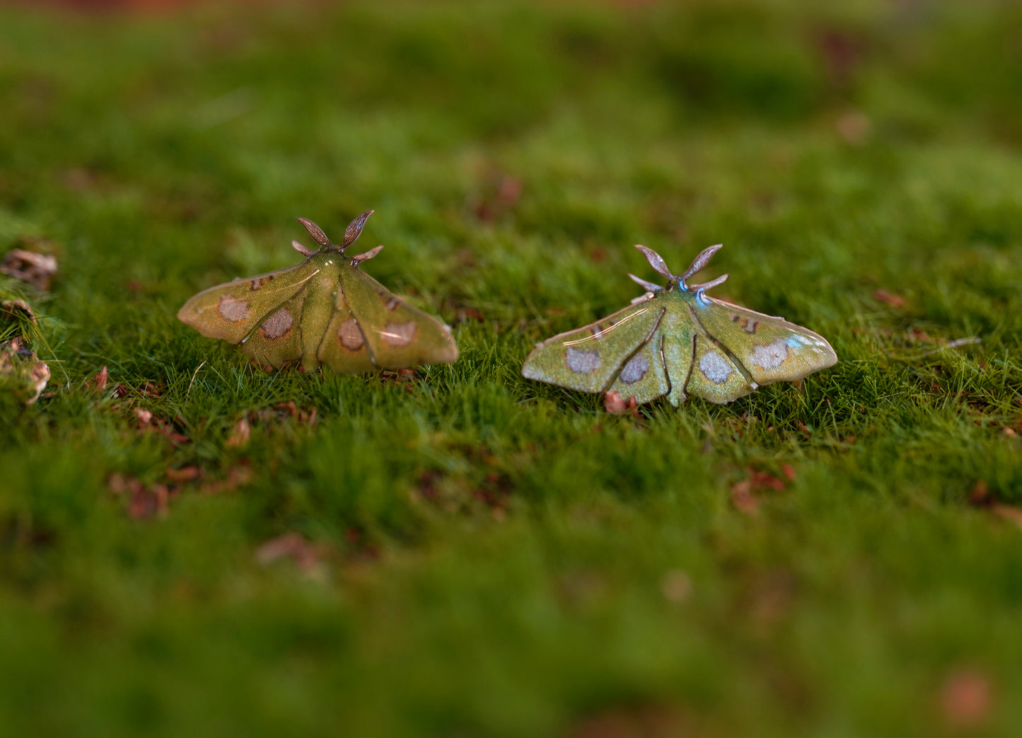 Moonlight Queen Moth Studs
