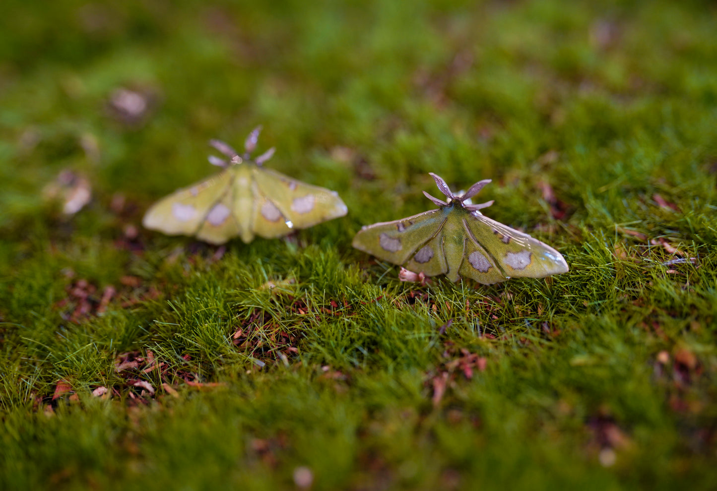 Moonlight Queen Moth Studs