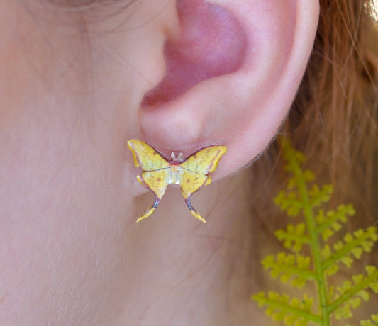 South China Moon Moth